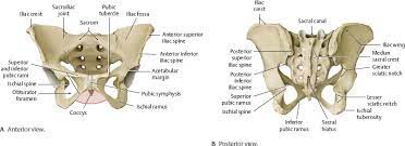 Several anatomy texts have divided the levator into anterior and posterior portions; Bones Ligaments Joints Atlas Of Anatomy