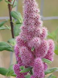 Image result for Spiraea douglasii