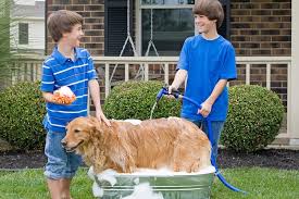 Find out how dog bath tubs can make a better bathing experience for you and your pets. The 25 Best Dog Bath Tubs Of 2020 Pup Life Today