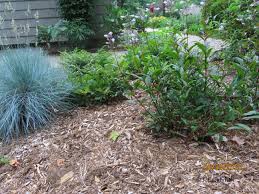 Maybe you would like to learn more about one of these? Mulch Uconnladybug S Blog