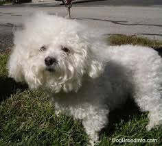 Bichon Frise Dog Breed Information And Pictures