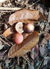 Image result for Coula edulis