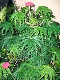 Image result for Jatropha multifida