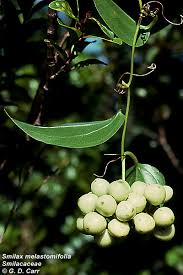 Image result for Smilacaceae