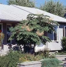 Image result for Elaeodendron fruticosum