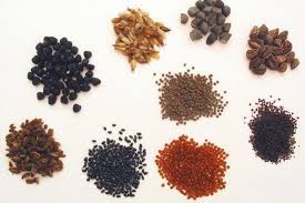 Hạt Giống Va Những Yếu Tố Kỹ Thuật Bạn Cần Biết Flower Seeds Flowers Seeds