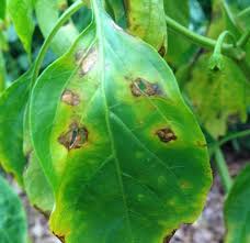 We did not find results for: Bacterial Leaf Spot On Peppers University Of Maryland Extension