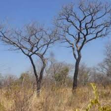 Image result for Dialium englerianum