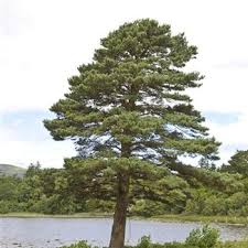 Image result for Pinus