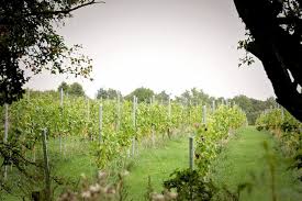 Descent of the holy spirit: Vineyard Experience 10am 12pm Sunday 1st August 2021 Hanwell Wine Estate