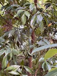 Image result for Actinodaphne