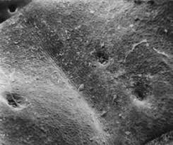 Image result for Pavetta gerstneri