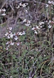 Image result for Eriosema parviflorum
