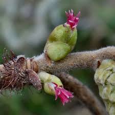 Image result for Buchnerodendron lasiocalyx