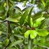 The leaves are glossy, dark green, and somewhat leathery; 1