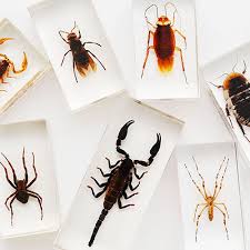 Animals that lack a backbone, account for more than 95% of species, morphologically diverse and occupy almost every habitat on earth. Introduction To Cladogram Construction Carolina Com