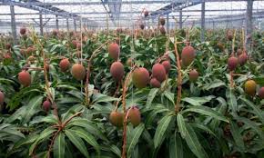 20 contoh tumbuhan yang berkembang biak secara generatif bagian penting dalam tanaman aglaonema welcom to my blog aneka toga jenis manfaat jual bibit mangga 0878 55000 800 cara panen apel baik dan hasil melimpah. 7 Manfaat Dari Menanam Pohon Mangga Dengan Mencangkok Ilmubudidaya Com