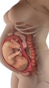 30 Weeks Pregnant | BabyCenter