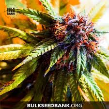 We have what your garden needs no matter how big or small. Hanfsamen Bulk Seed Bank Purple Glam Kush Villabafo