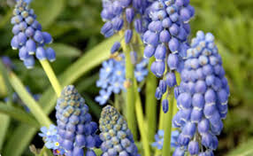 Fiore viola a grappolo / una mosca atterra su fiori viola a grappolo 1421386 foto d archivio : Muscari Cifo