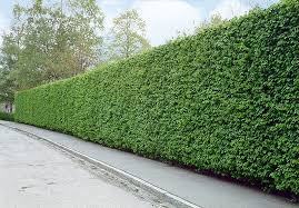 Image result for hornbeam hedge in winter