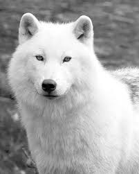 Wolf Print Black White Photography White Wolf Arctic Wolf Fairy Tale Fantasy Print 8x10 Crop Animals Arctic Wolf Animals Beautiful