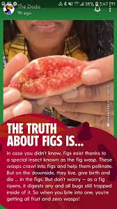 This shape prevents the wind or bees, common pollinators for other fruit trees, from spreading the fig's pollen. Thanks I Hate Fig Wasps Tihi