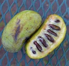 Check spelling or type a new query. Treated Stratified Paw Paw Tree 5 Seeds Asimina Triloba Uncommon Fruit 1b57 Paw Paw Tree Fruit Paw Paw Fruit