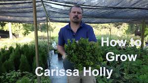 Maybe you would like to learn more about one of these? How To Grow Carissa Holly With Detailed Description Youtube