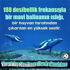 Https Www Instagram Com Bilgikupu Tv Balina Hayvan Mavi Balina