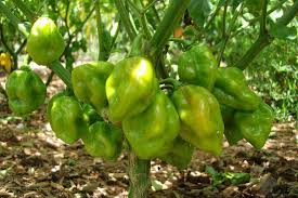 As we all know seeds and plants require sunlightand heat to prosper! How To Grow Habaneros Pepper Joe S Pepper Joe S