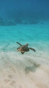 Free sea turtle wallpapers and sea turtle backgrounds for your computer desktop. Save The Turtles Wallpapers Wallpaper Cave