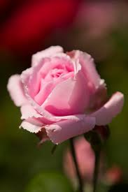 Its outstanding fragrance of rich, old rose and flowers of a pure and rich rose pink make bishop's castle a delightful addition for any garden. What S Beautiful Now Roses So Many Roses Plant Talk
