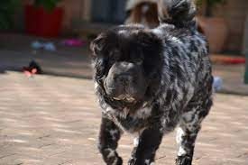 Black White Flowered Bear Coat Shar Pei Shar Pei Dog Bear Coat Shar Pei Shar Pei