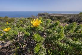 Image result for Chenolea diffusa