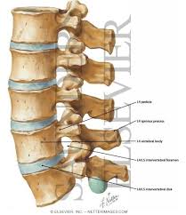 The thin, rectangular spinous process extends posteriorly from the vertebral arch toward the skin of the back. Lumbar Vertebrae L1 5 Assembled