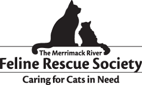 To learn about taming ferals, watch our video tough love, socializing feral kittens and read the taming guidelines below as well as checking out small cages or carriers don't work well since the cats always feel cornered when we reach in and they have no room to make the important mind shift. 6 Steps To Taming A Semi Feral Cat Mrfrs The Merrimack River Feline Rescue Society