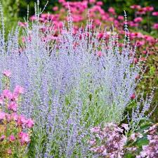 Image result for perovskia atriplicifolia 'little spire'