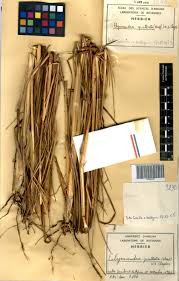 Image result for Elymandra