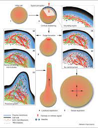 Maybe you would like to learn more about one of these? Figure 3 From Cell Shape Development In Plants Semantic Scholar