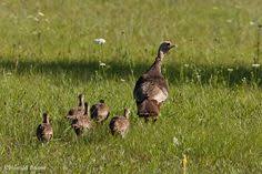 Birds That Look Like Turkeys Turkey Nature Notes Baby Turkey Wild Turkey Turkey Chicks