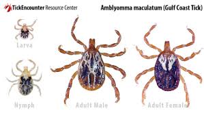 Ticks To Look Out For By Southern States School