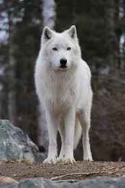 Plus, listen to live match commentary. Wolves Across Borders Wolvesborders Twitter