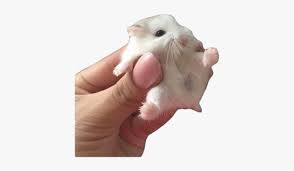 The resolution of this transparent background is 470x470 and size of. Cute Png Pngs Aesthetic Animal Rodent Hamster Best Clean Memes Ever Transparent Png Kindpng