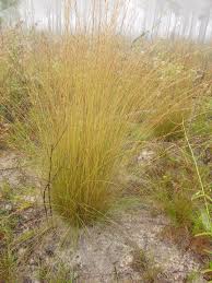 Image result for Aristida pilgeri