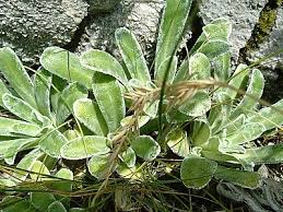 Image result for Emilia caespitosa