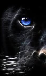 Android Black Tiger Wallpaper For optimum results we recommend just searching for one keyword. android black tiger wallpaper