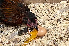10 Reasons Hens Eat Their Own Eggs Cackle Hatchery