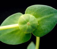 Image result for Euphorbia platycephala