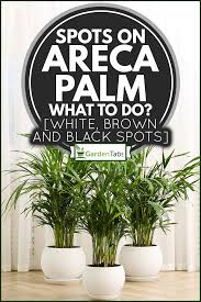 Spots On Areca Palm What To Do White Brown And Black Spots Garden Tabs